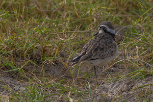 Kittlitz s plover 1489