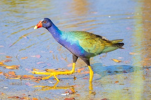 Purple Gallinule 6556