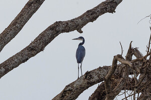 Black Headed Heron 0370