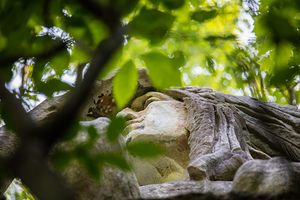 Wissahickon Trail 9413