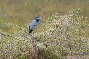 Black Headed Heron 0382