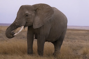 African Elephant 1234