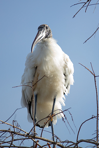 Wood Stork 4387