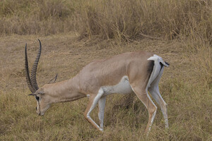 Brights’s Gazelle 1373