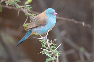 Blue capped Cordonbleu 0816