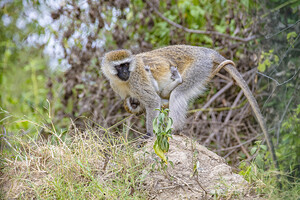 Vervet Monkey 5962