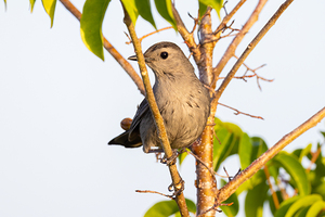 Gray Catbird 4556