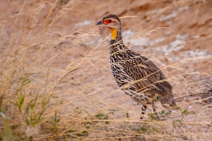 Yellow necked spurfowl 1208