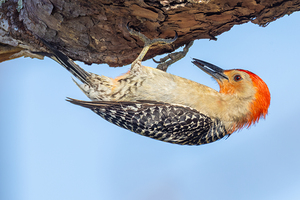 Red bellied Woodpecker 7100