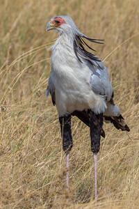 Secretarybird 0284