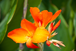  longwood gardens 9791