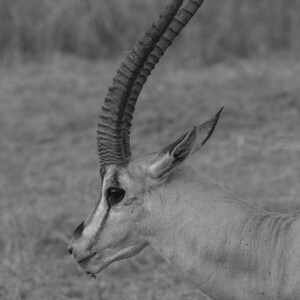 Brights’s Gazelle 1375