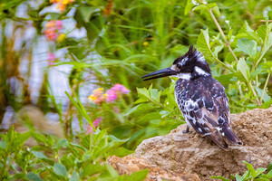 Pied Kingfisher 9079