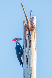 Pileated Woodpecker 2648