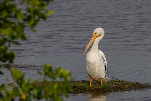 American White Pelican 1970