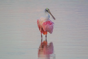Roseate Spoonbill 7644