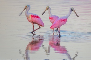Roseate Spoonbill 7610