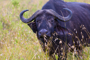 Cape Buffalo 0376