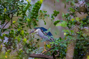 Black crowned Night Heron 9888