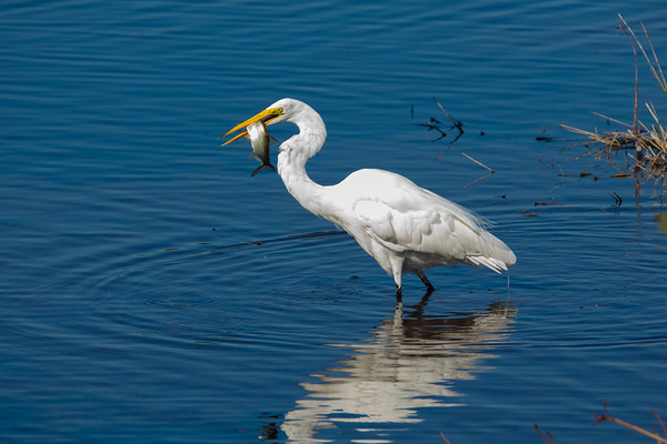 Great Egret 3460 Print