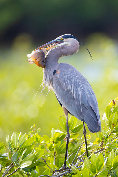Great Blue Heron 2670 Print