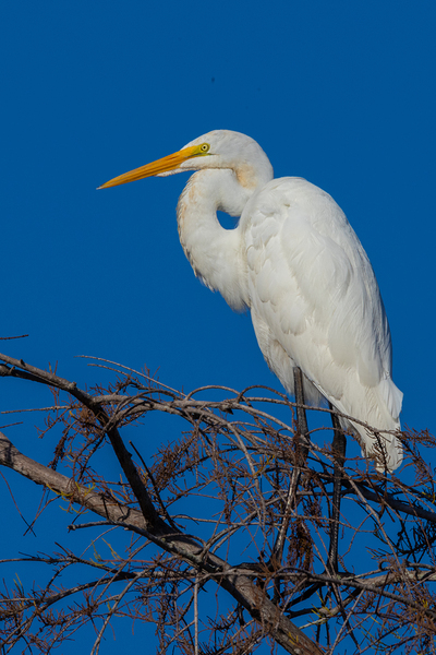 Great Egret 1067 Print