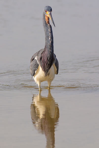 Tri colored Heron 3060 Print