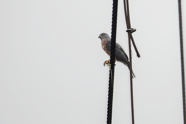 Ecuador 9 0830 Print