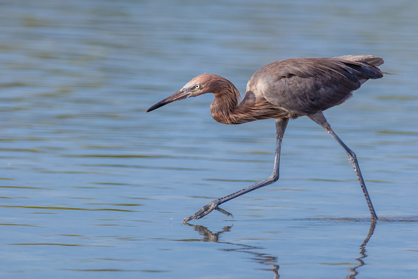 Reddish Egret 3351 Print