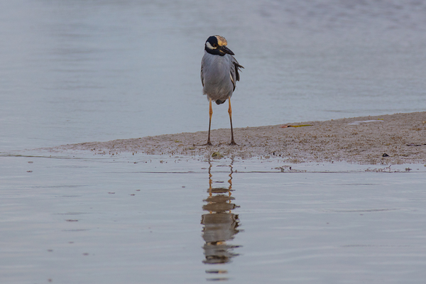 Yellow crowned Night Heron 4831 Print