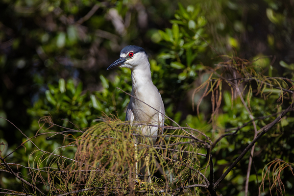 Black crowned Night Heron 9350 Print