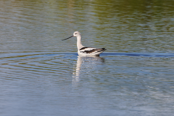 American Avocet 1828 Print