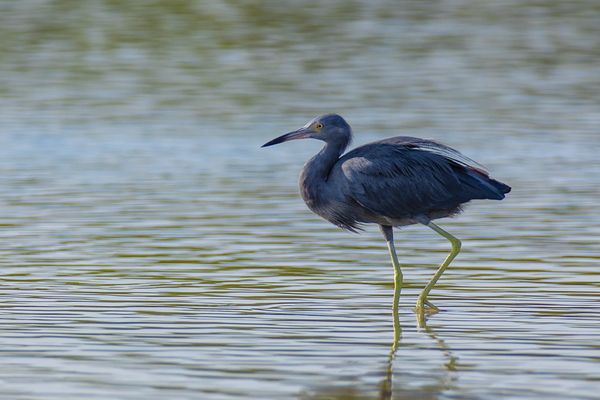 Little Blue Heron 3242 Print