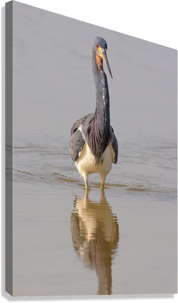 Tri colored Heron 3060 Canvas Print