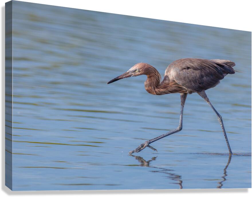 Reddish Egret 3351 Canvas Print