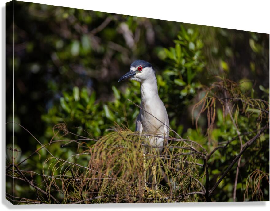 Black crowned Night Heron 9350 Canvas Print
