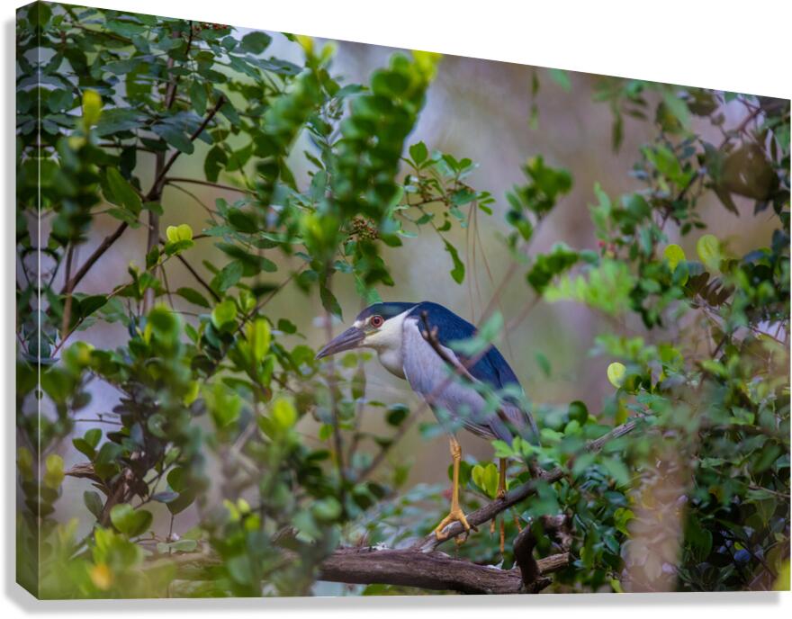 Black crowned Night Heron 9888 Canvas Print