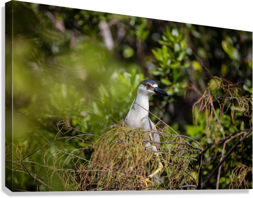 Black crowned Night Heron 9328 Canvas Print