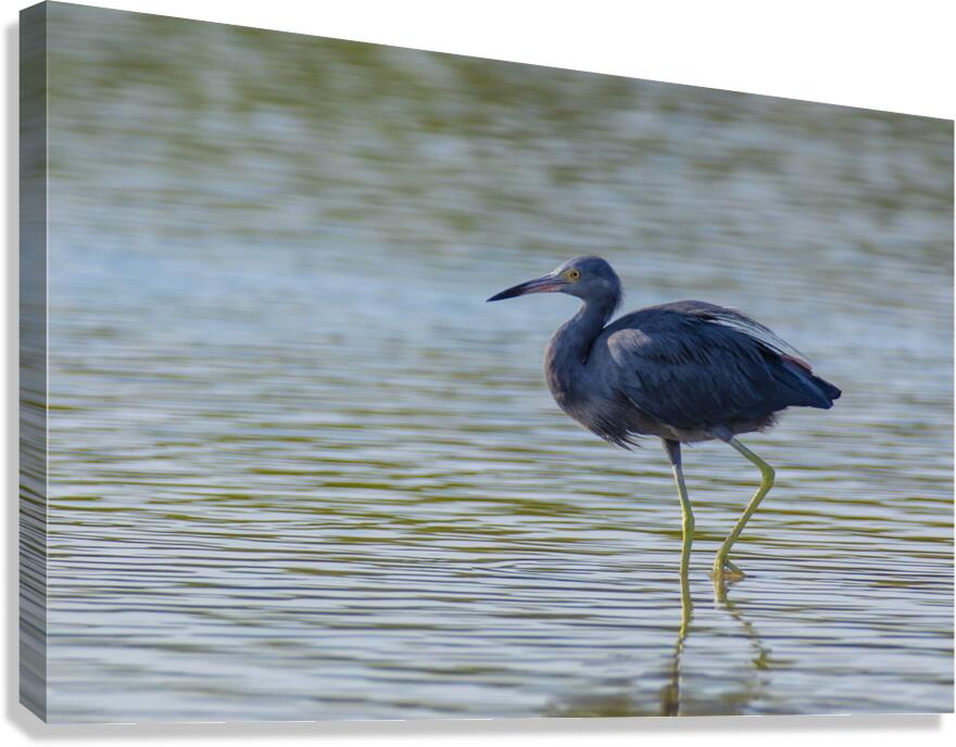 Little Blue Heron 3242 Canvas Print