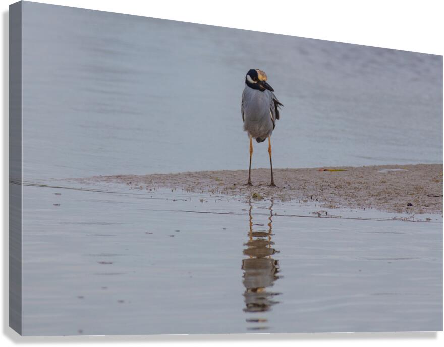 Yellow crowned Night Heron 4831 Canvas Print