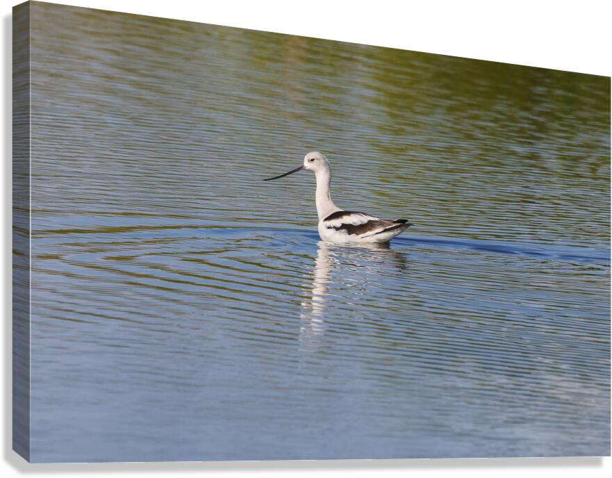American Avocet 1828 Canvas Print