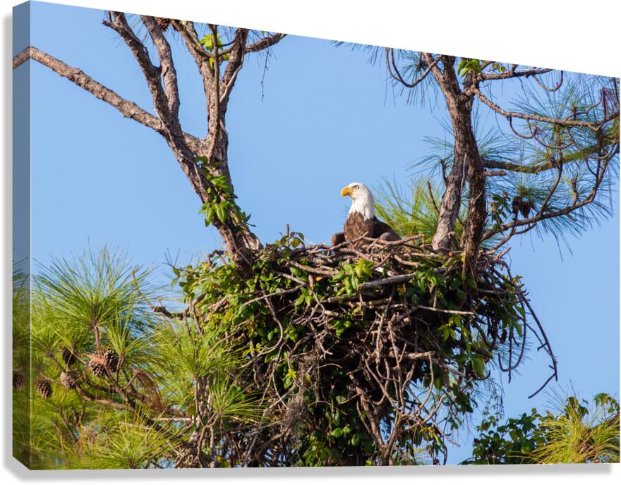 Bald Eagle 9148 Canvas Print
