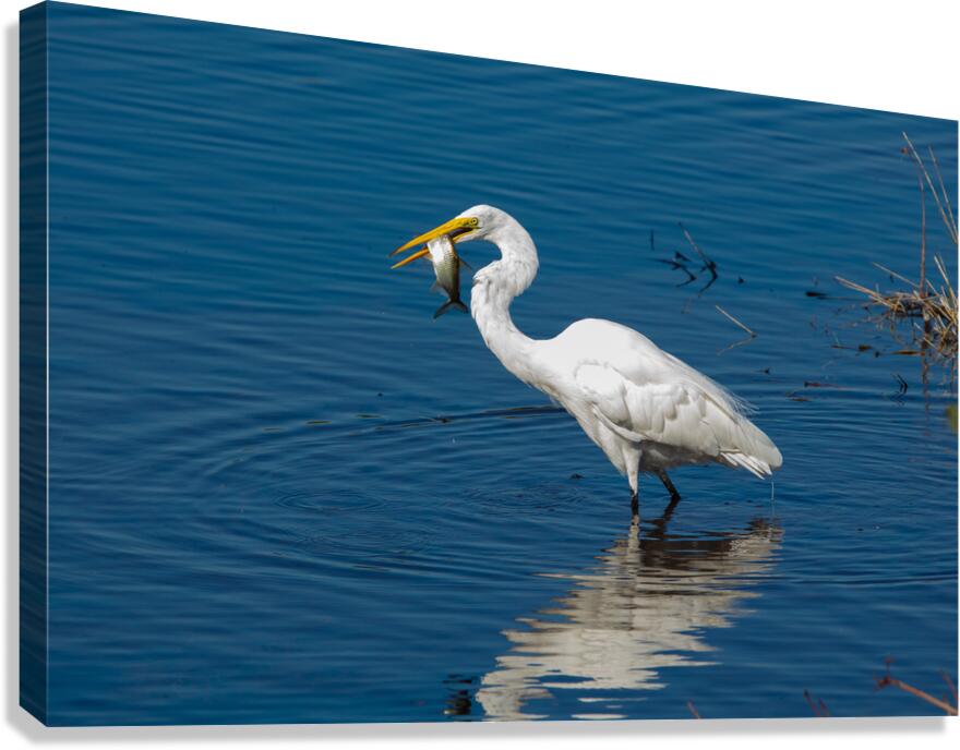 Great Egret 3460 Canvas Print