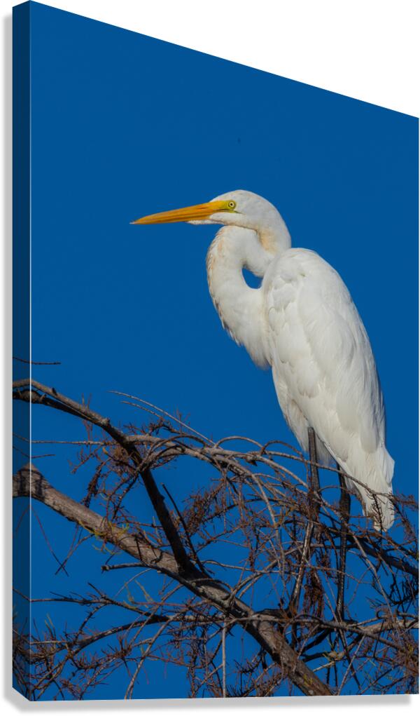 Great Egret 1067 Canvas Print