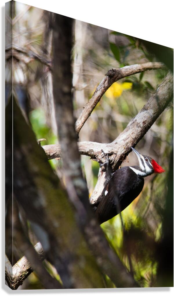 Pileated Woodpecker 7819 Canvas Print