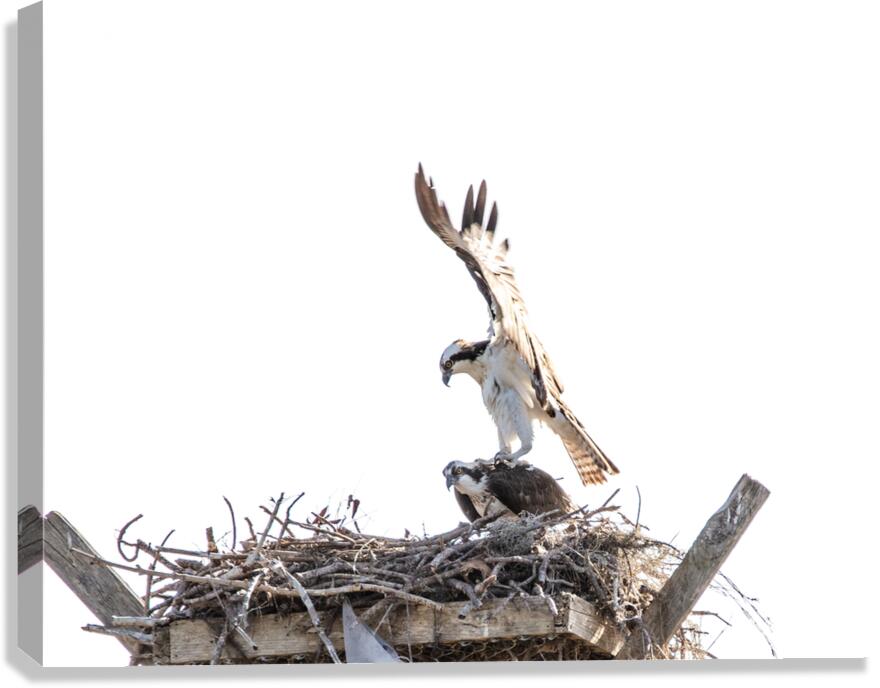 Osprey 1146 Canvas Print