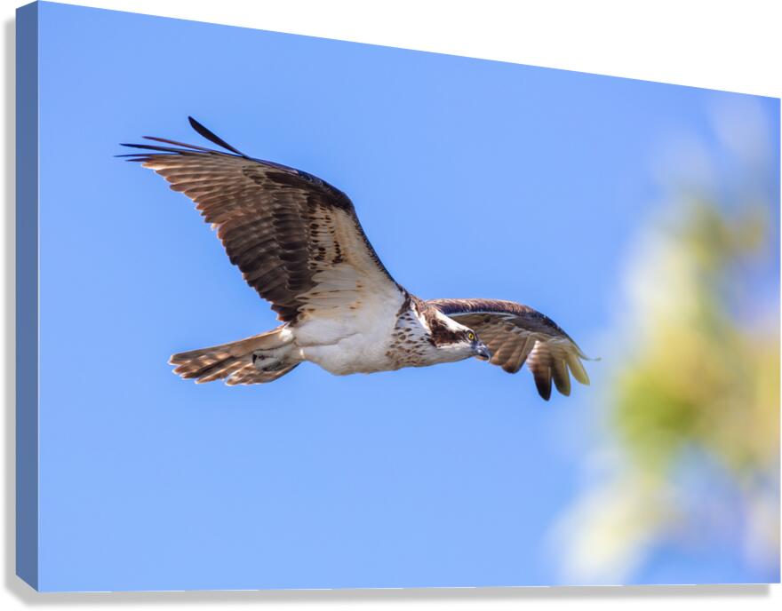 Osprey 5011 Canvas Print
