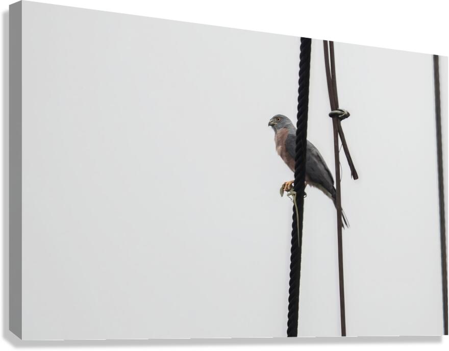 Ecuador 9 0830 Canvas Print