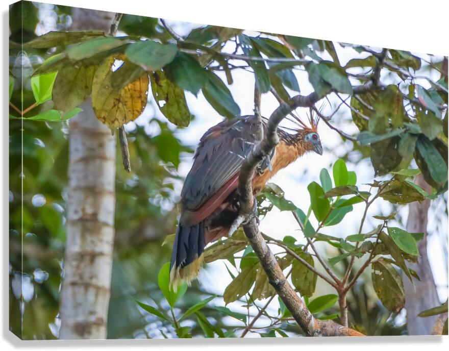 Ecuador 10 1259 Canvas Print