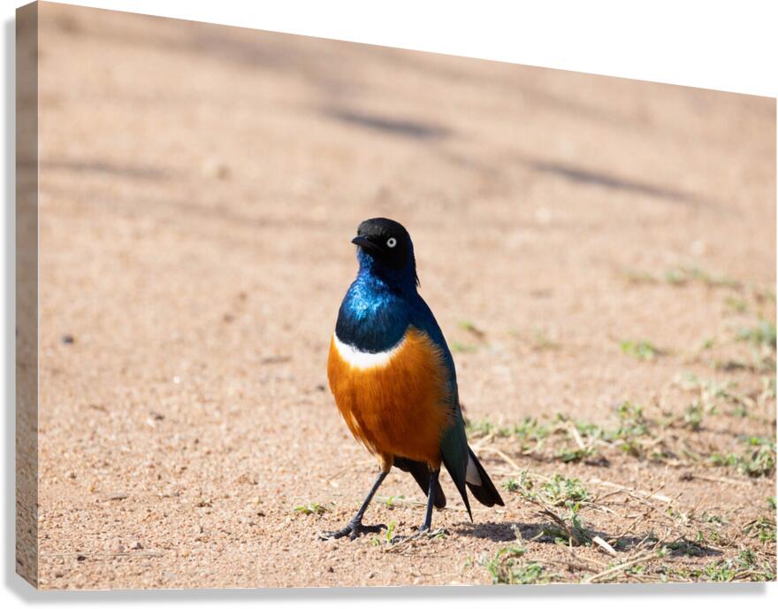 Superb Starling 0201 Canvas Print